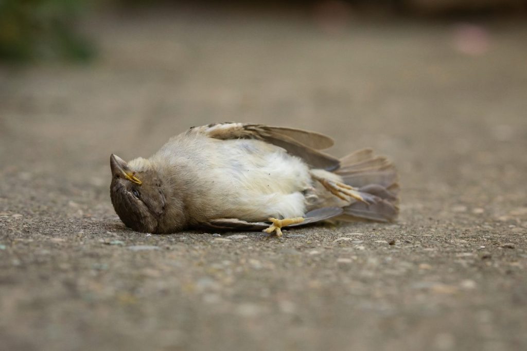 consecuencia-de-la-pirotecnia-en-animales-2