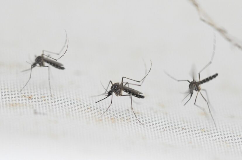 dengue-828x548