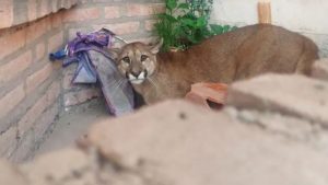 mataron-un-puma-jujuy-foto-ilustrativa