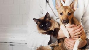 perros-gatos-22jpg