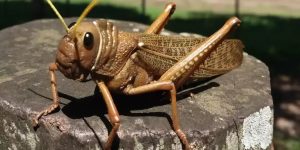 6903fa4ee53cd__980x490