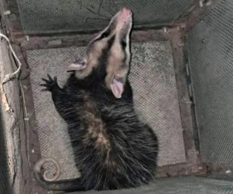 FB_IMG_1761828584735