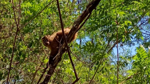 cafaju-5png