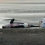 Ya son 26 ejemplares de Orcas varadas en Tierra del Fuego