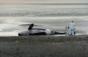 orcas-varadas-en-tierra-del-fuego