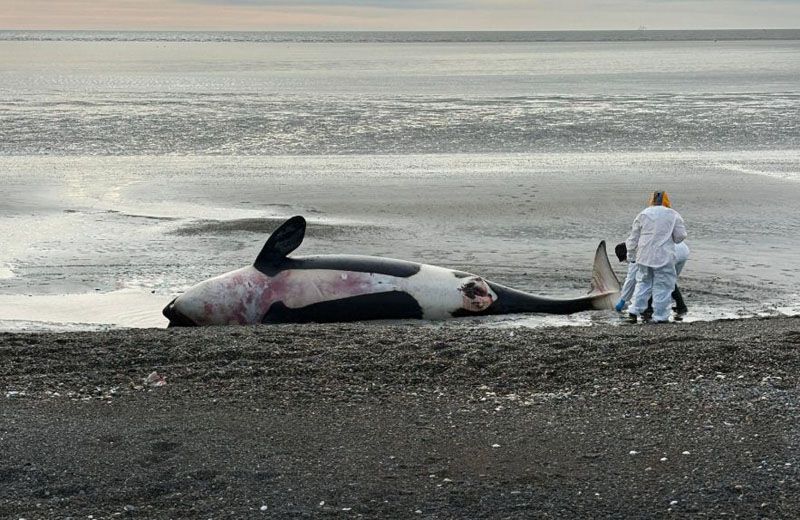 orcas-varadas-en-tierra-del-fuego