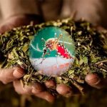 Científicos argentinos usan compuestos de la yerba mate para combatir el dengue