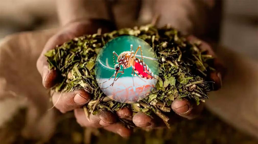 yerba dengue