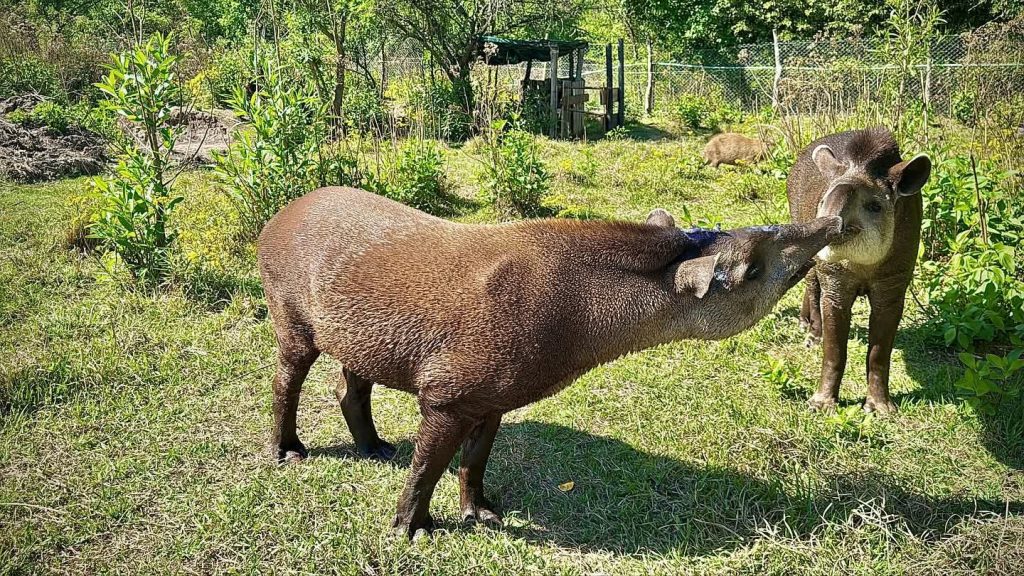 FB_IMG_1763474710655