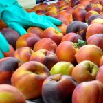 Perico fortalece lazos con Chile para exportar frutas y verduras locales a Antofagasta