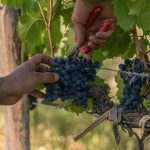 el-gobierno-derogo-973-normas-del-instituto-nacional-de-vitivinicultura-y-desregulo-el-control-sobre-la-produccion-de-vino-foto-bodega-alpamanta-QXJXAJOY4BERLKPW4PBCAPGWOU