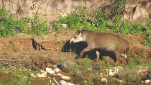 tapir-1png