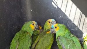 whatsapp-image-2025-11-03-at-094002-1