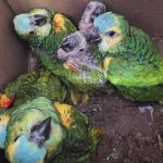 Rescatan 13 loros habladores transportados ilegalmente en la Ruta 34
