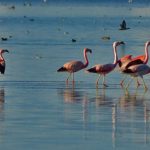 Homenaje al monumento natural Laguna de Pozuelos en la XV edición del festival