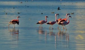 laguna de pozuelos 2-1594906544