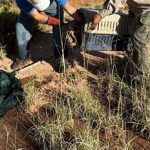 Protección de la fauna silvestre en Jujuy: asistieron a un zorro colorado herido