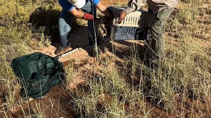 operativo-rescate-fauna-silvestre-jujuy