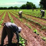 Acreditaran un nuevo  pago para productores tabacaleros