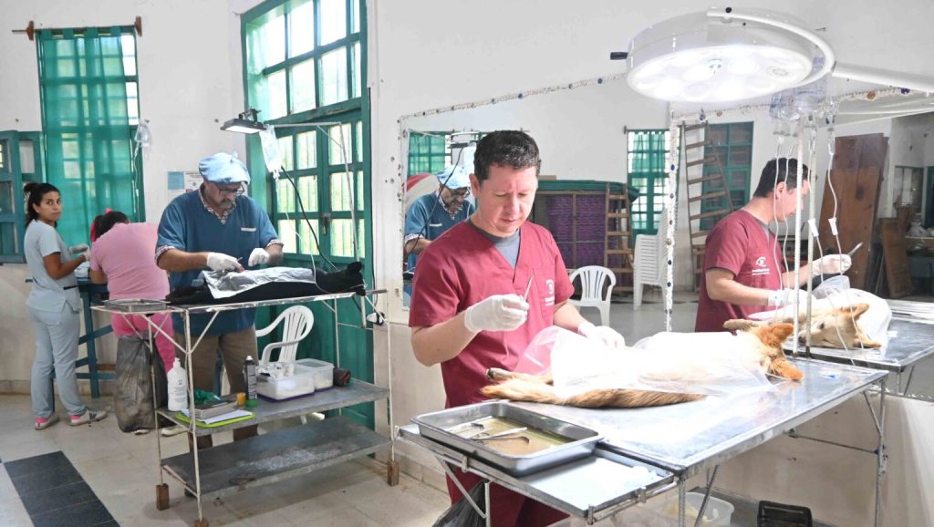 zoonosis-chijra-Prensa-muni-Jujuy-2-1536x867