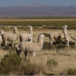 Jujuy lideró la ocupación hotelera en el NOA durante enero