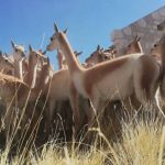 La Quiaca: exitoso balance de la campaña 2025 de manejo de vicuñas con gran protagonismo comunitario