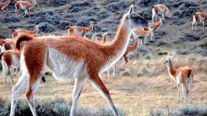 1010x567_guanacos-549601-150728
