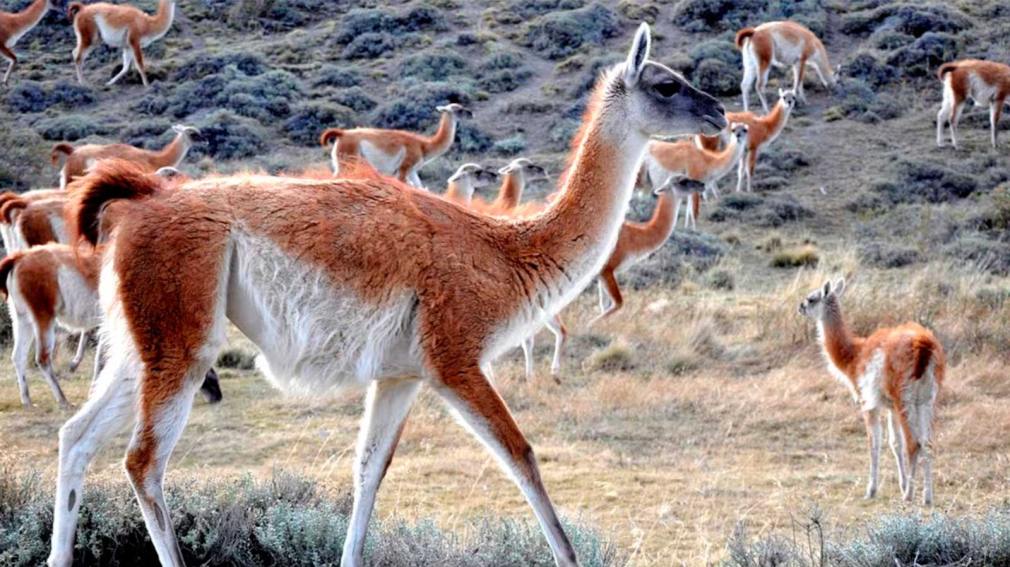 1010x567_guanacos-549601-150728