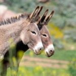 Chubut impulsa el consumo de carne de burro y desata controversia