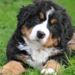 Semana del Animal: realizan operativos de vacunación, castración y registro de mascotas