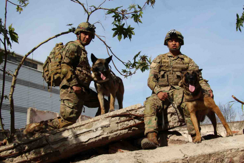 Derek-Jack-perros-ejercito