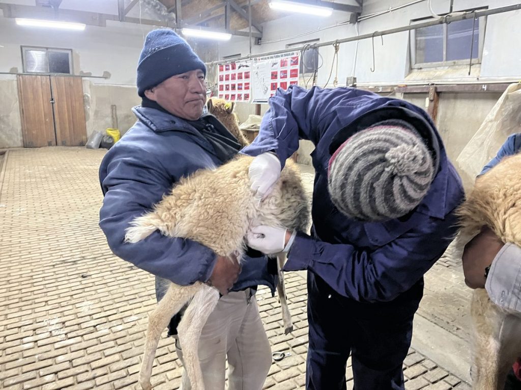 rescate-vicunas-humahuaca-5
