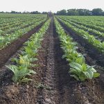 Nueva asistencia para acompañar a los productores tabacaleros en el inicio de la campaña 2026/2027