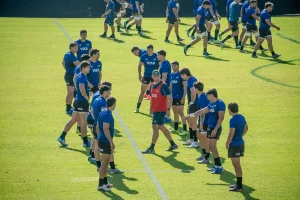 pumas