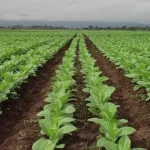 Comienza el pago del apoyo económico para la plantación de tabaco