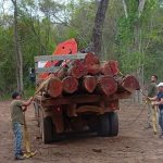 Control forestal en San Pedro: intervienen en extracción no autorizada