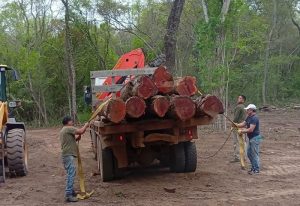 control-forestal-decomiso-san-pedro